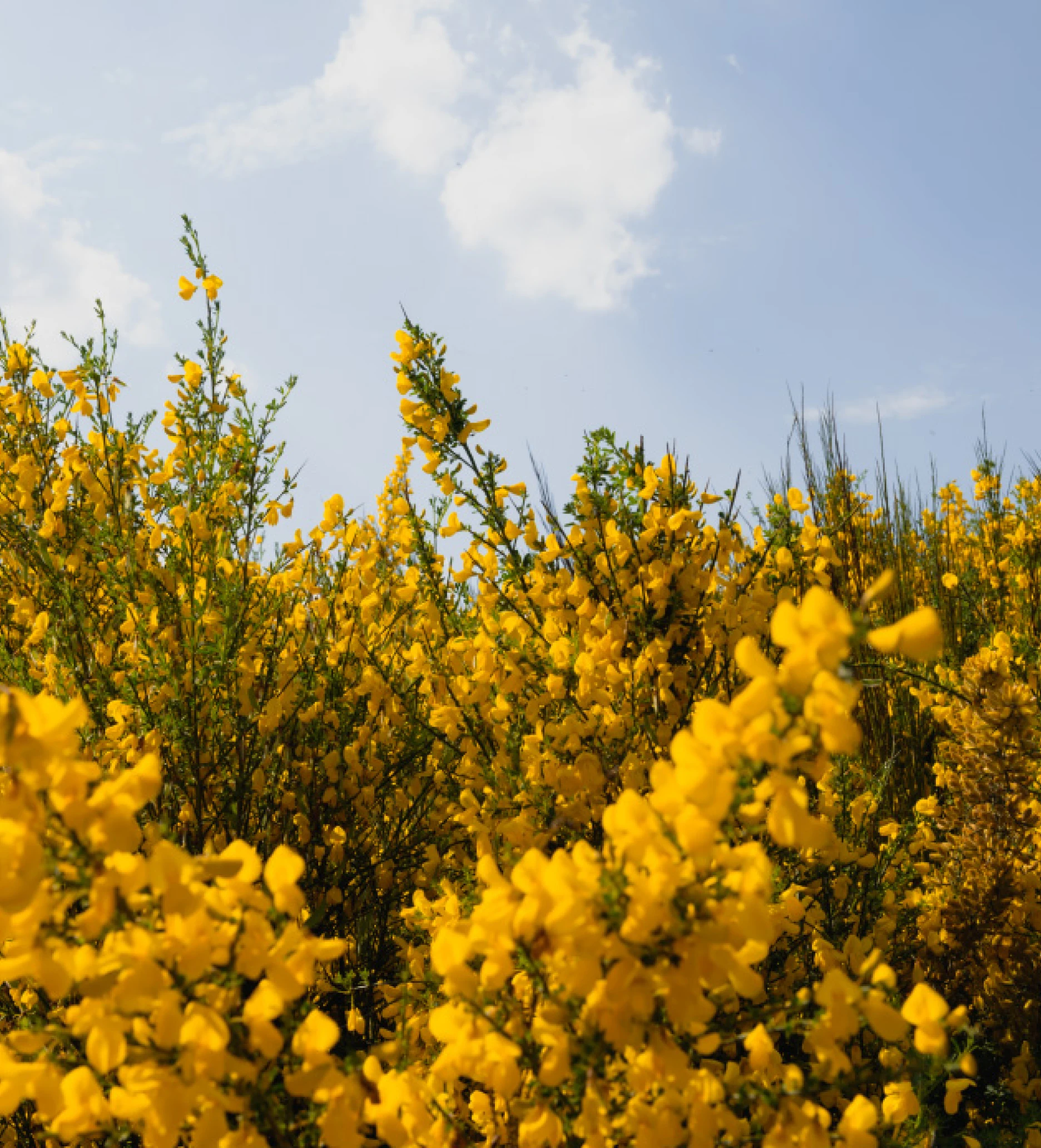 Photo of yellow blooms and blue sky