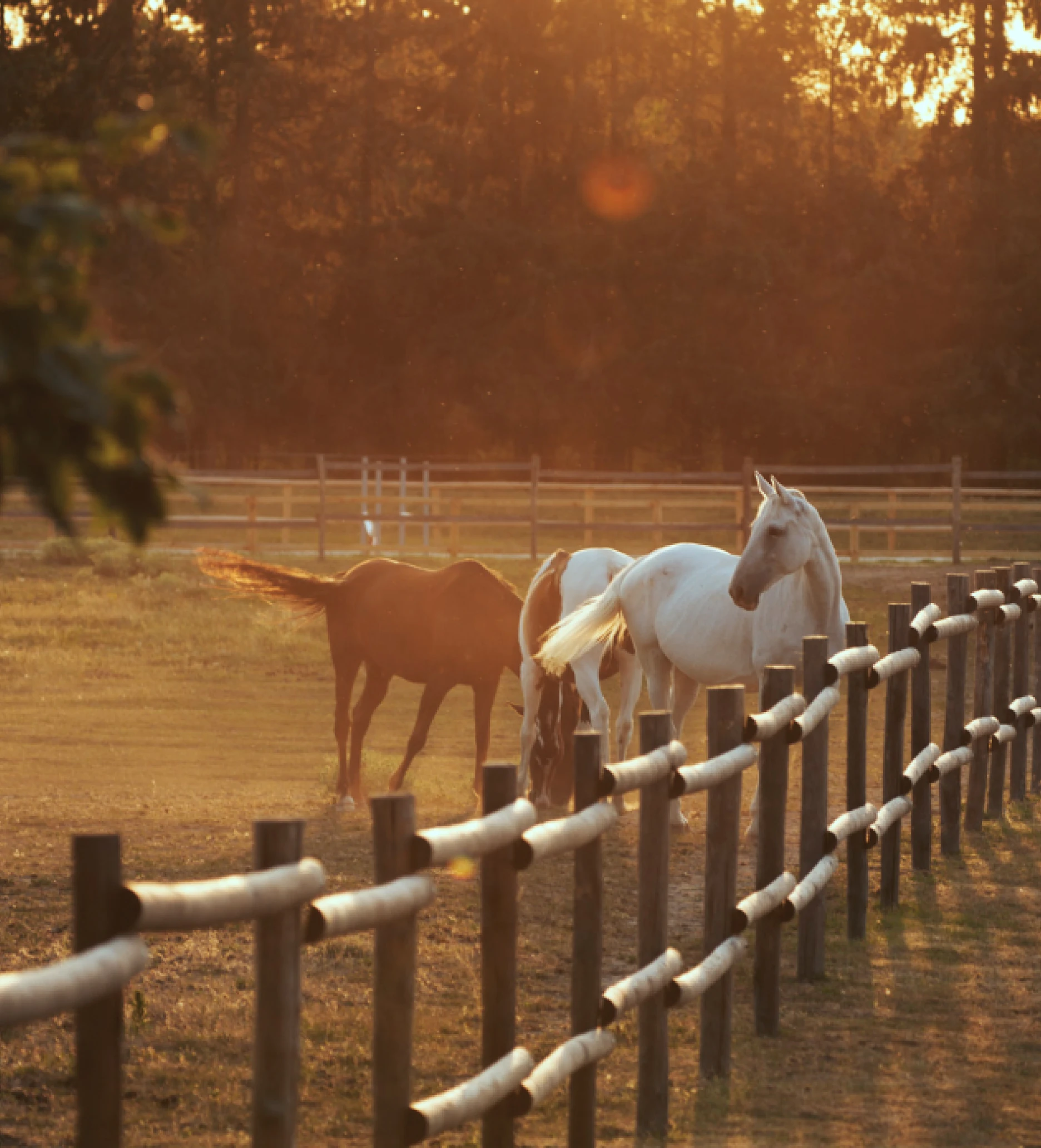 Two French horses in a field at golden hour